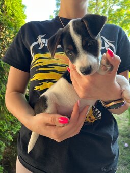 Jack Russell Terrier - 5