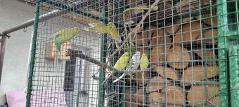 Predám mladé andulky - 5