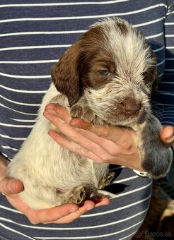 Taliansky spinone - 5