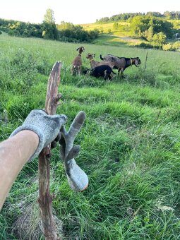 Predám plemenného 100% AN CAPA ZAHRA’S - 5