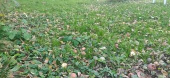 jablka samozber cadca - cerstvo napadane, mušt, liehovina - 5