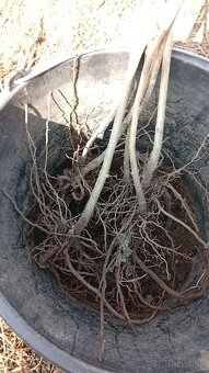 Paulownia Tomentosa volnokorenná minuloročná - 5