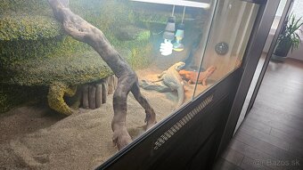 Agama bradata plus terarium - 5