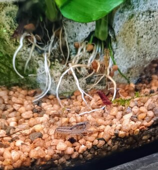 Mini rak cambarellus diminutus - 5