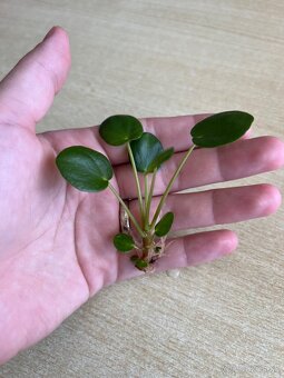 Izbové rastliny - pilea peperomioides a Epipremnum Divý Jano - 5