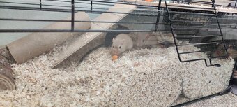 Predám pieskomily - 5