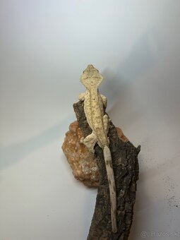 Pagekon Riasnatý 1.2 - 5