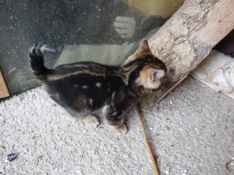 PONUKAM K ODBERU BENGALSKE MACIATKA - 5