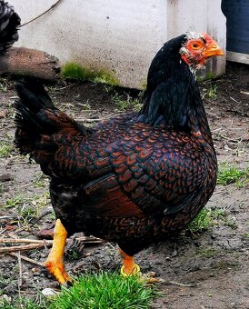 Predám, vymenim - 5