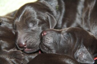 Flat coated retriever - 5