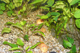 Prísavníky L 144 a rastlinky - 5