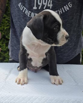 American Bully xl - 5