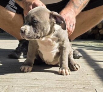 American Bully xl - 5