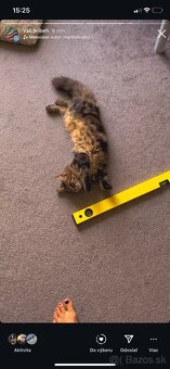 mačiatka Maine Coon/Nórska lesná + veľký domáci kocúr - 5