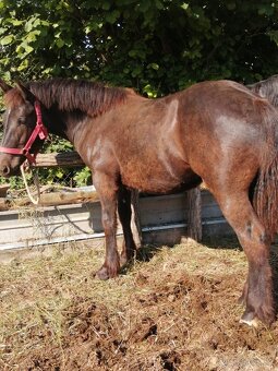 Percheron na predaj - 5