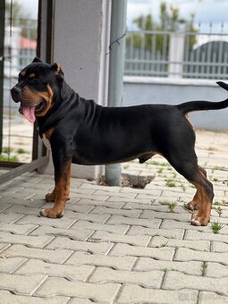 American bully xl/xxl - 5