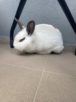 Trpaslíči zajačik - 5