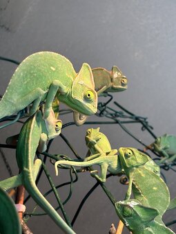 Predám chameleóny jemenské (Chamaeleo calyptratus) - 5