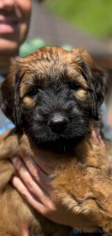 Briard s PP - 5