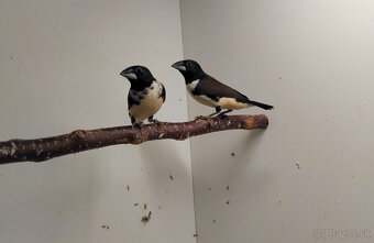 Stračka veľká - 5