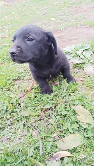 Darujem Šteniatka - 5