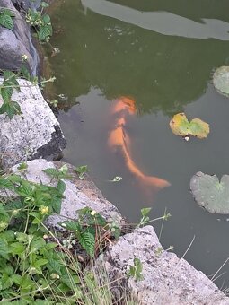 Koi kapre - 5
