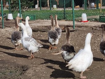 Tulúzska hus , Slovenská biela hus - 5