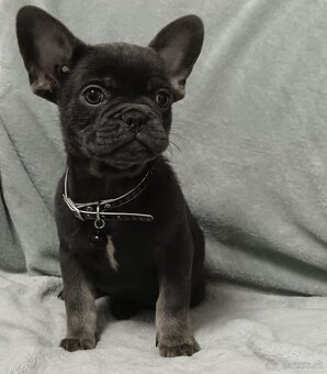 Francúzsky buldoček - 5