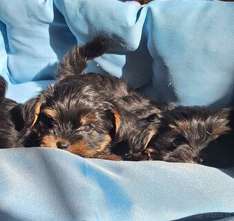 Yorkšhir,york,yorkšhirsky terier - 5