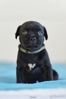 Staffordshire bullterier s pp FCI - 5