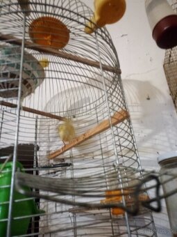 Predám kanáriky - 5