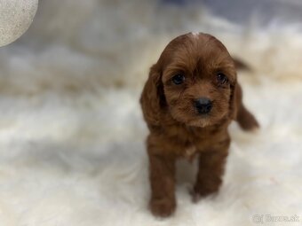 Cavapoo - 5