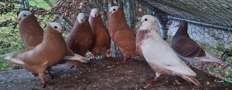 Slovenský Hrvoliak - 5