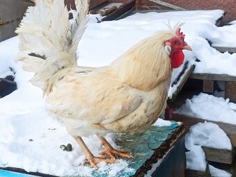 Predám kohúta Pavlovski - 5