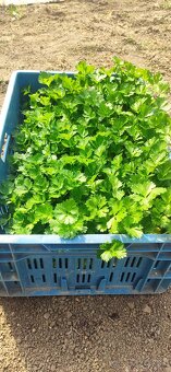 PRIESADY PLANTY - 5