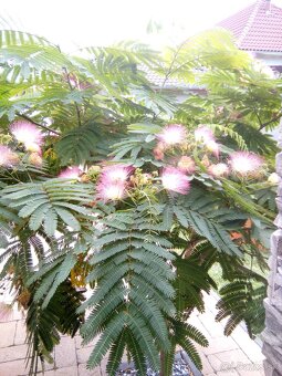 Albizia zelena-perzský hodvábny strom - 5
