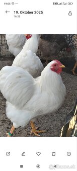 Wiandotka biela zdrobnela - 5