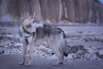 Saarloosov vlčiak - 5