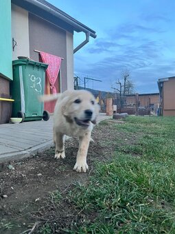 Zlatý retríver - 5