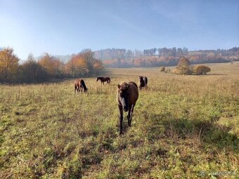Ustajnenie ​🌿 Doprajte svojmu koňovi domov v srdci prírody - 5