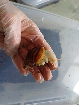 🐌lissachatina fulica albino body🐌 - 5