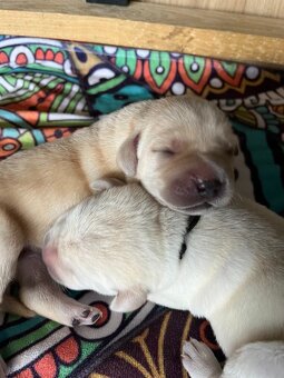 labradorský retriever FCI - žlté šteniatka - otec Grand šamp - 5