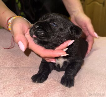 Cane Corso šteniatka - 5