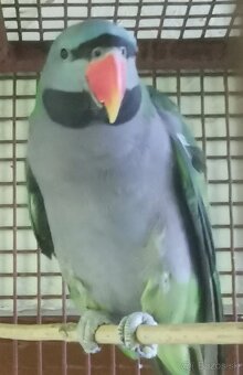 Alexander činsky - 5