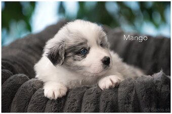 Border Collie Border Kolia s PP FCI  barva Blue Merle - 5