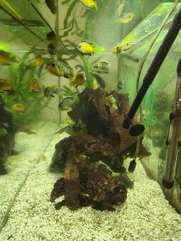 Predám rodinu cichlíd malawi Yellow vs Jalo Reef - 5