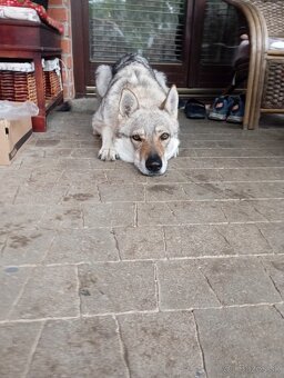 Darujem do dobrych rúk Československého vlčiaka s PP - 5