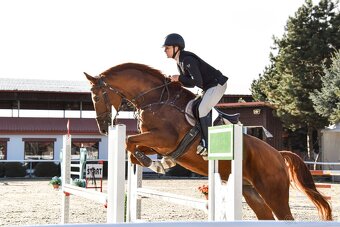 8 ročný parkúrový valach - 5