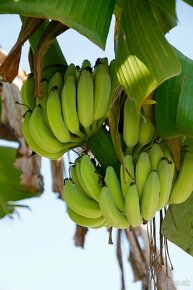 Bananovník-Musa basjoo - 5