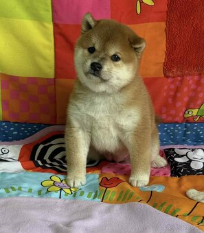 Shiba   s PP / FCI / - 5